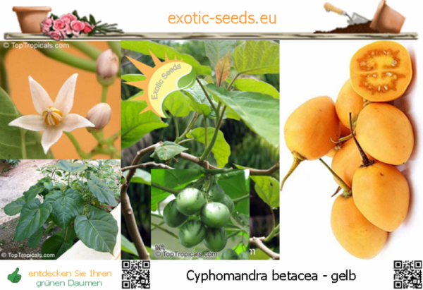 Cyphomandra betacea 'yellow', Tamarillo, 20 Samen